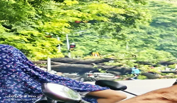 लखनऊ में चलती कार पर गिरा विशाल नीम का पेड़